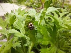 Zygogramma bicolorata