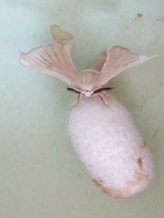 Bombyx mori