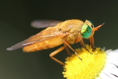 Silvius alpinus