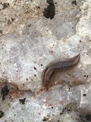 Ambigolimax