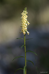Digitalis micrantha