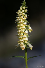 Digitalis micrantha