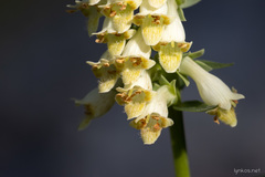 Digitalis micrantha