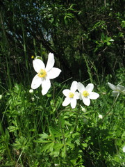 Anemonoides sylvestris