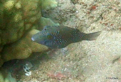 Canthigaster amboinensis