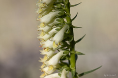 Digitalis micrantha