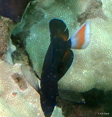 Acanthurus achilles