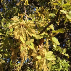 Quercus potosina