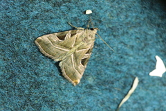 Eucarta virgo