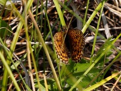 Boloria euphrosyne