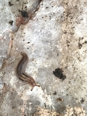 Ambigolimax
