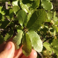 Quercus potosina