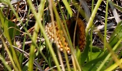 Boloria euphrosyne