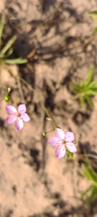Phemeranthus parviflorus
