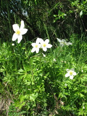 Anemonoides sylvestris