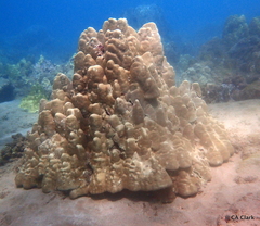 Porites lobata