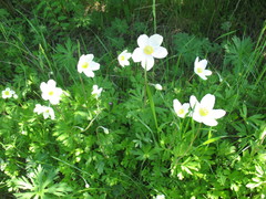 Anemonoides sylvestris