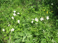 Anemonoides sylvestris