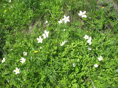 Anemonoides sylvestris