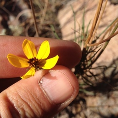 Bidens angustissima