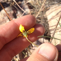 Bidens angustissima