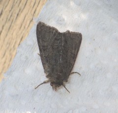 Oligia latruncula