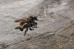Laphria flava