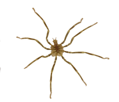 Ammothea hilgendorfi