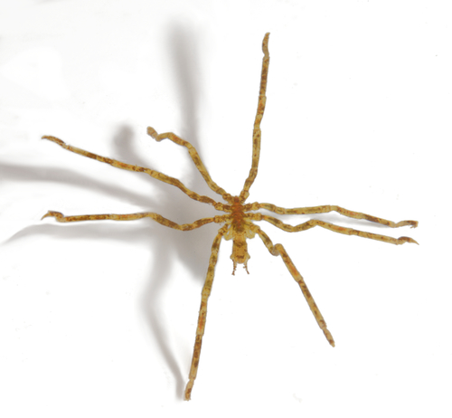 Hilgendorf's Sea Spider, photo 2 of 10