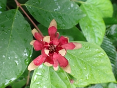 Calycanthus