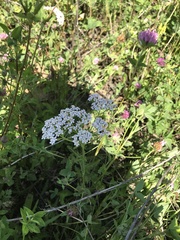 Achillea millefolium