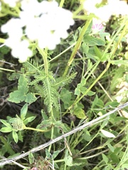 Achillea millefolium