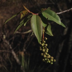 Prunus serotina virens