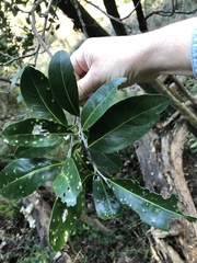 Elaeodendron