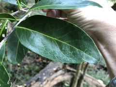 Elaeodendron