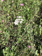 Achillea millefolium