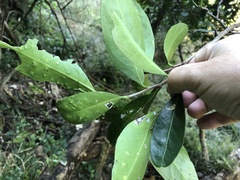 Elaeodendron