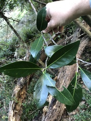 Elaeodendron