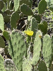 Opuntia bravoana