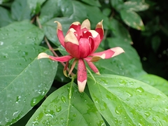 Calycanthus