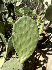 Opuntia bravoana