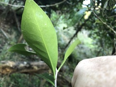 Elaeodendron