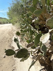 Opuntia bravoana