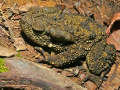 Phrynoidis juxtasper