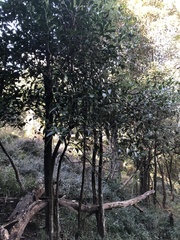 Elaeodendron