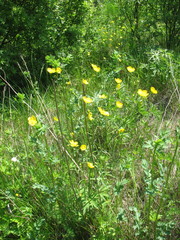 Ranunculus polyanthemos