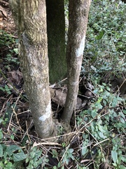 Elaeodendron