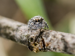 Pseudomogrus albocinctus