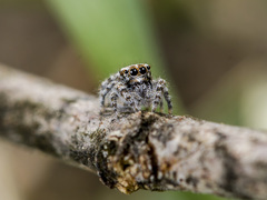 Pseudomogrus albocinctus