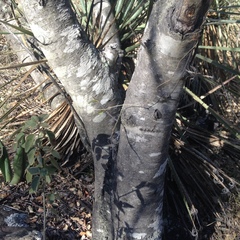 Prunus serotina virens